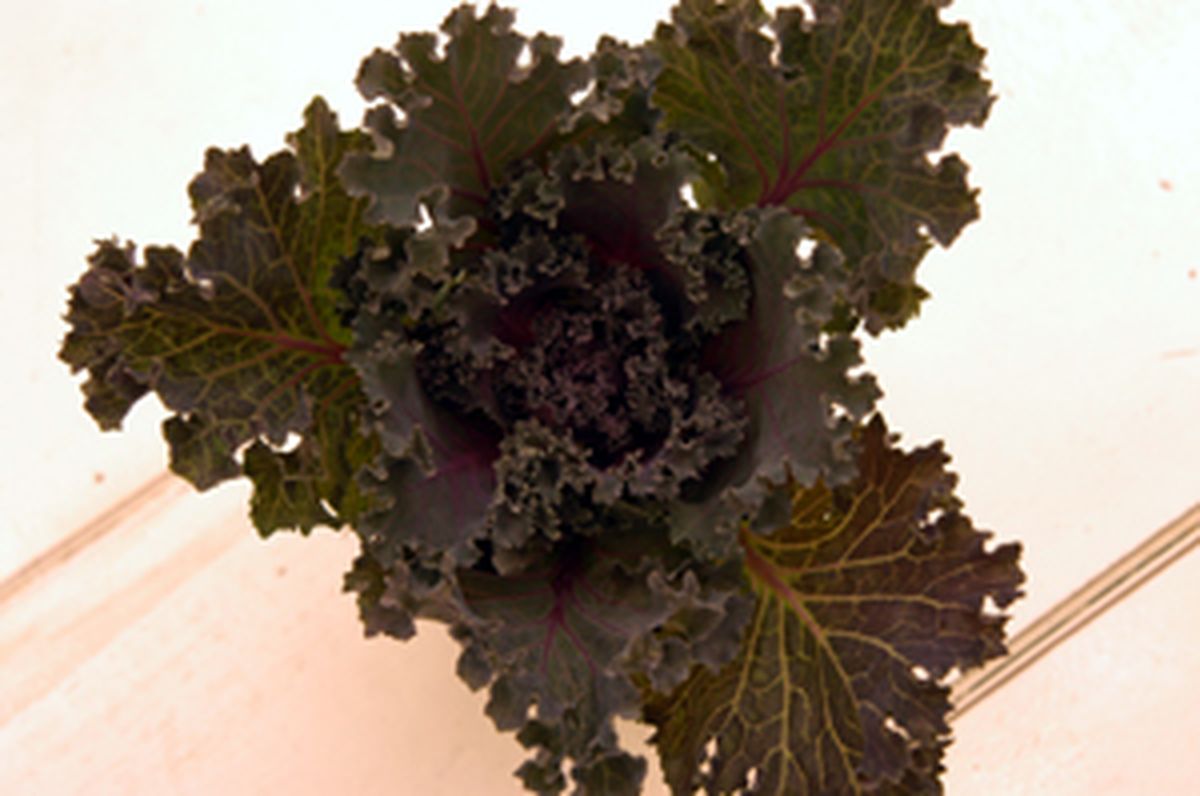 Las coles ornamentales 4