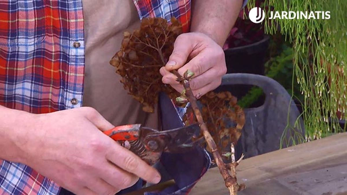 decogarden 645 esquejes hortensias corte base esqueje hortensia