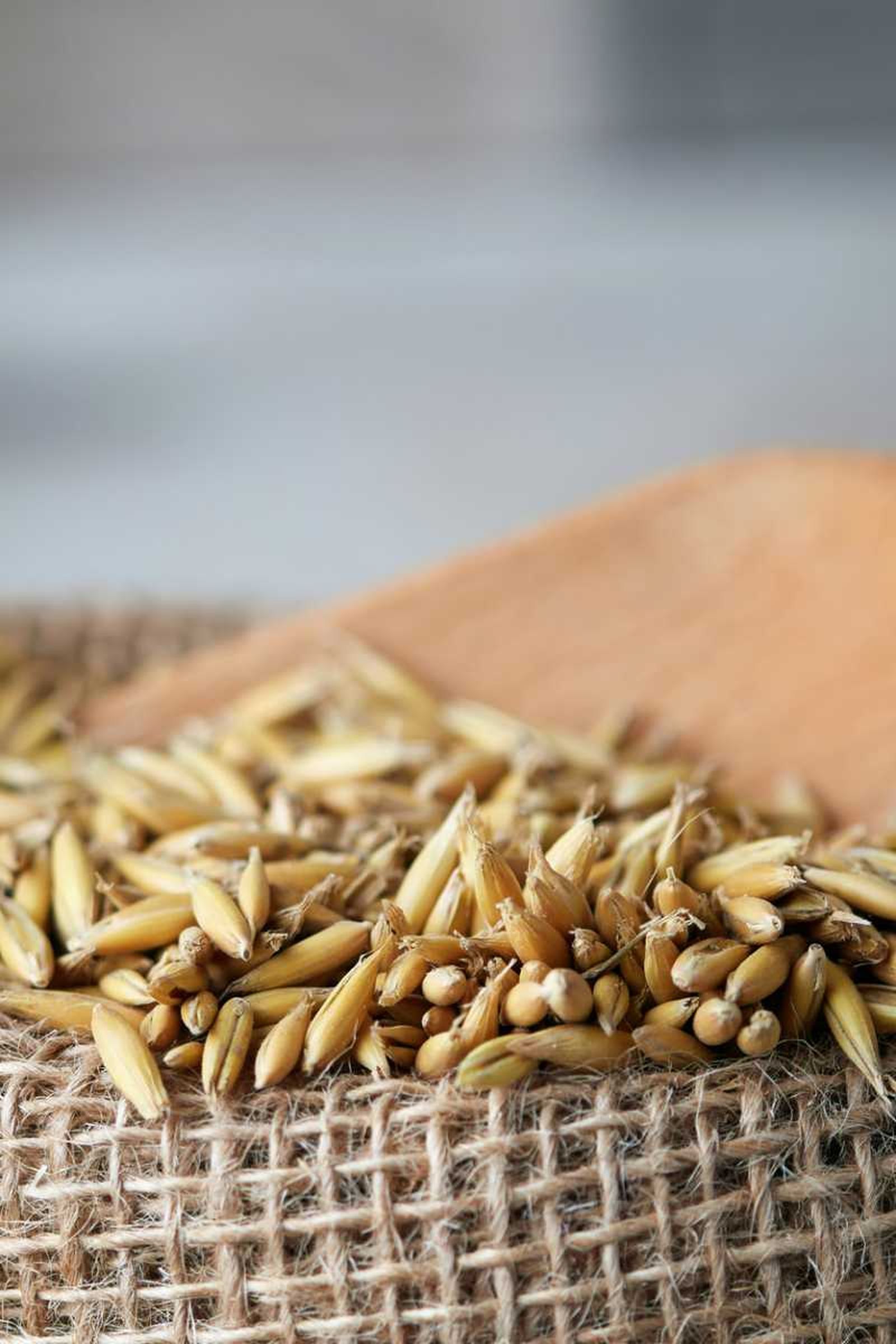 Semillas de avena