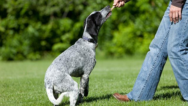 perro eurohound 3