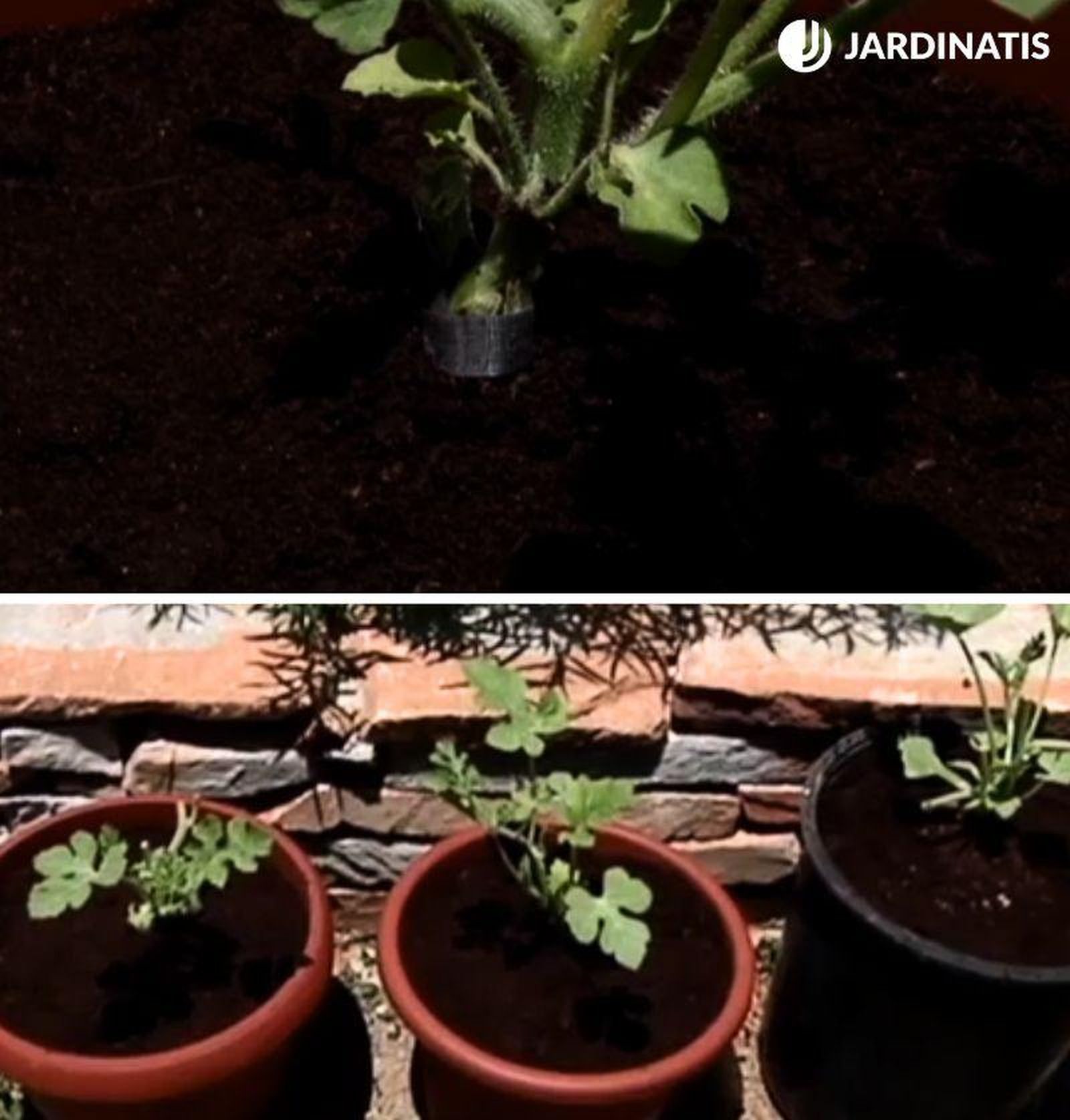 No cubras el injerto con tierra