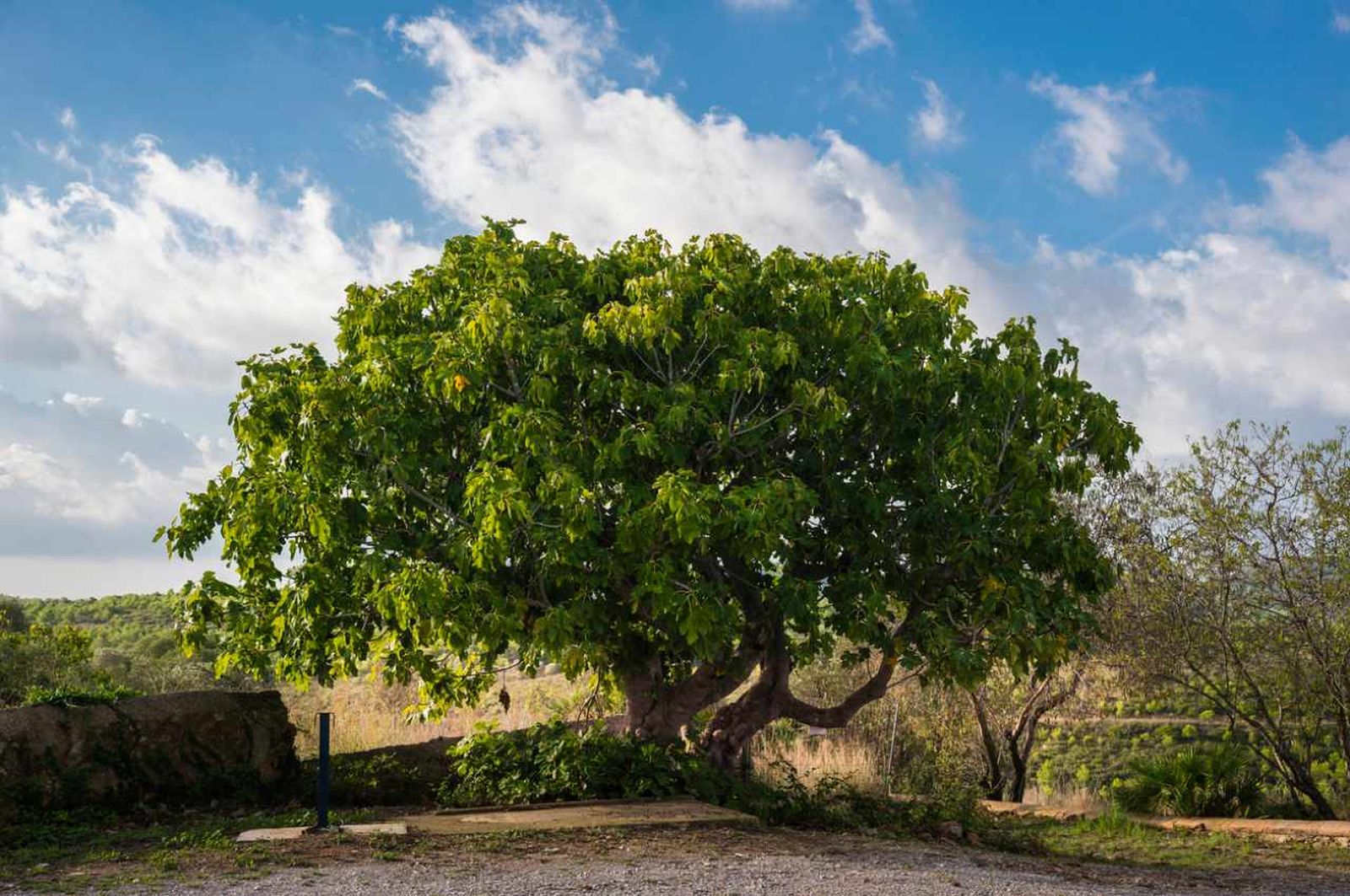 El Ficus carica o higuera es una planta mediterránea.