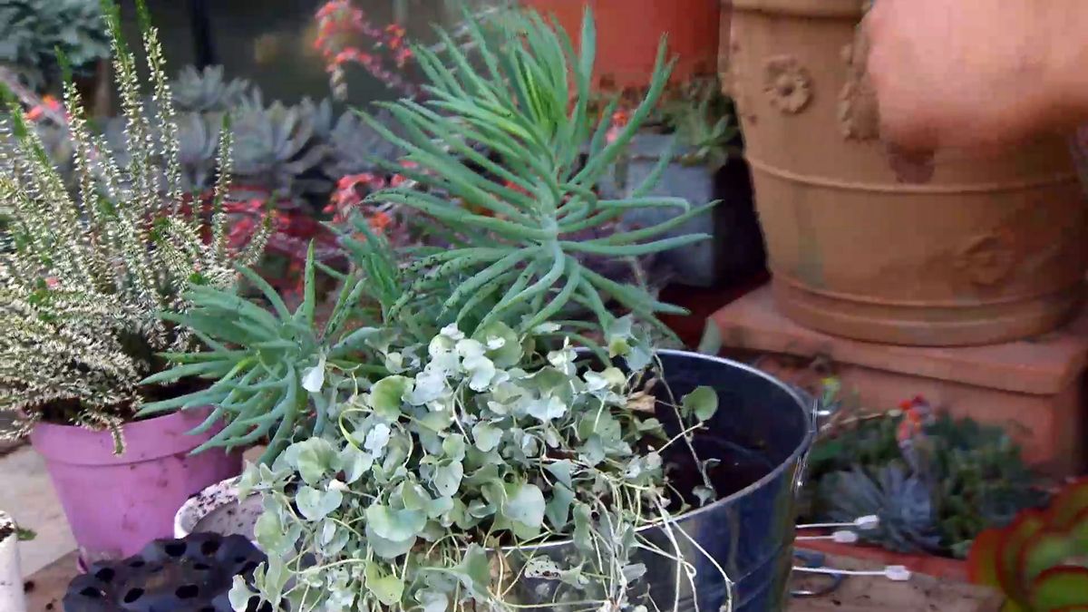 deco0665 jardineria dichondra repens silver falls composicion