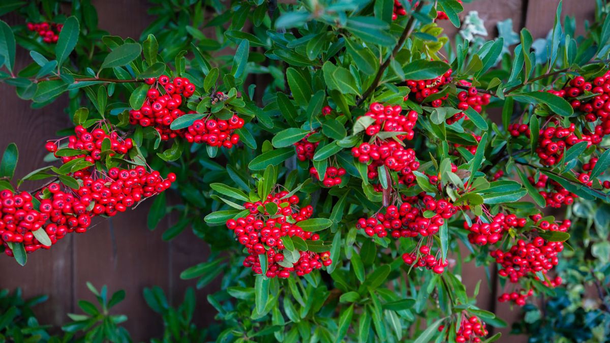 arbusto cotoneaster dammeri