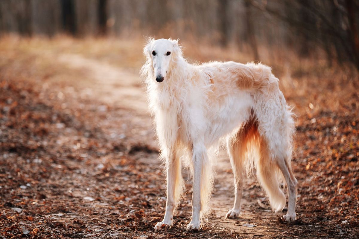 tipos de galgo galgo borzoi