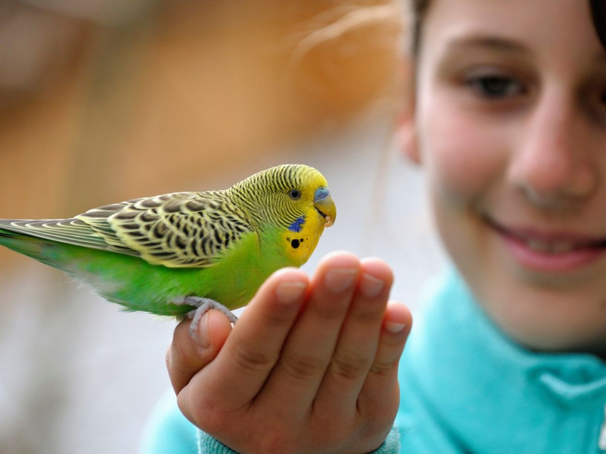 Melopsittacus undulatus.