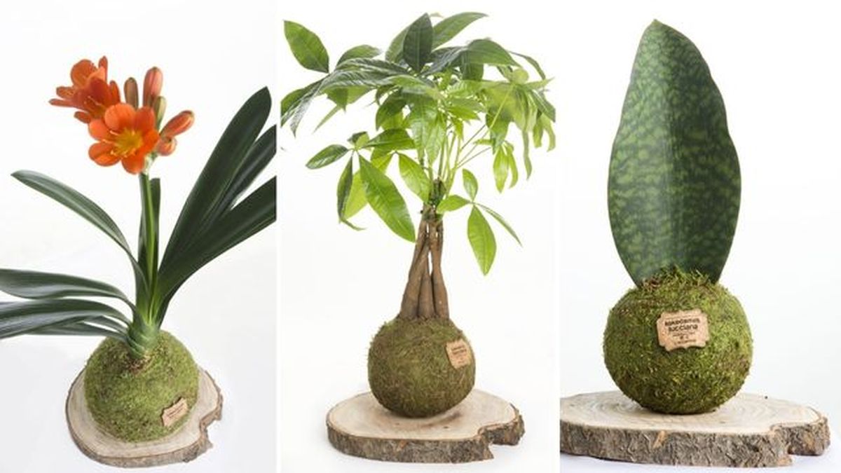 Kokedamas clivia pachira aquatica sanseveria