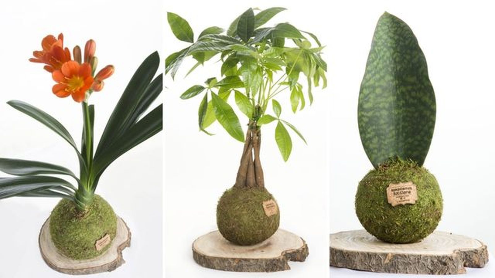 Kokedamas clivia pachira aquatica sanseveria