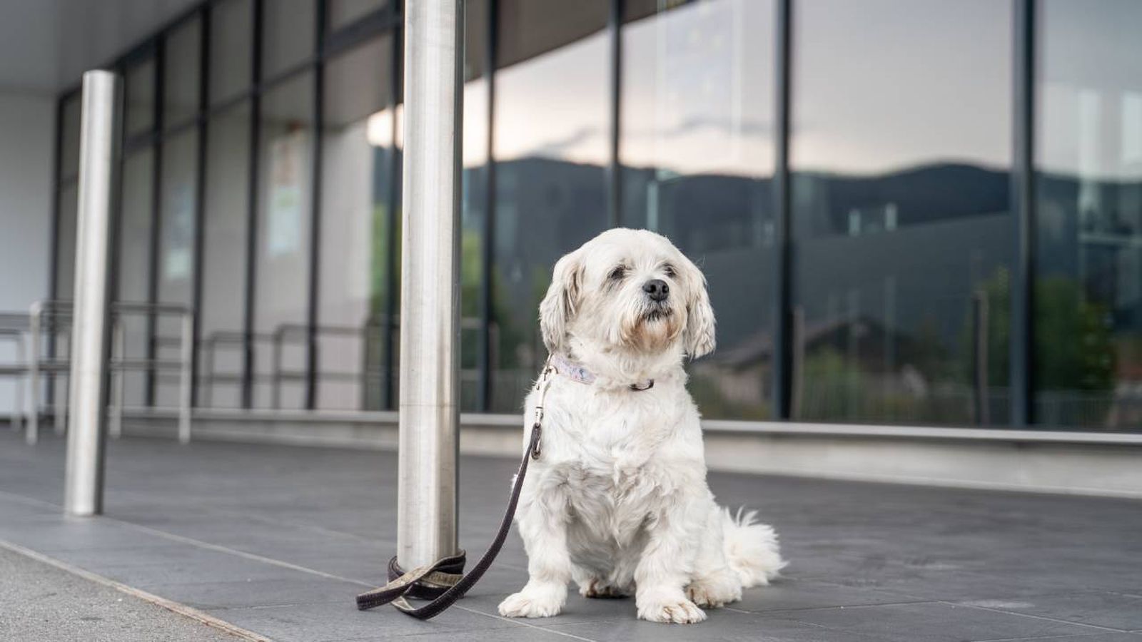 puedo ir a votar con mi perro al colegio electoral
