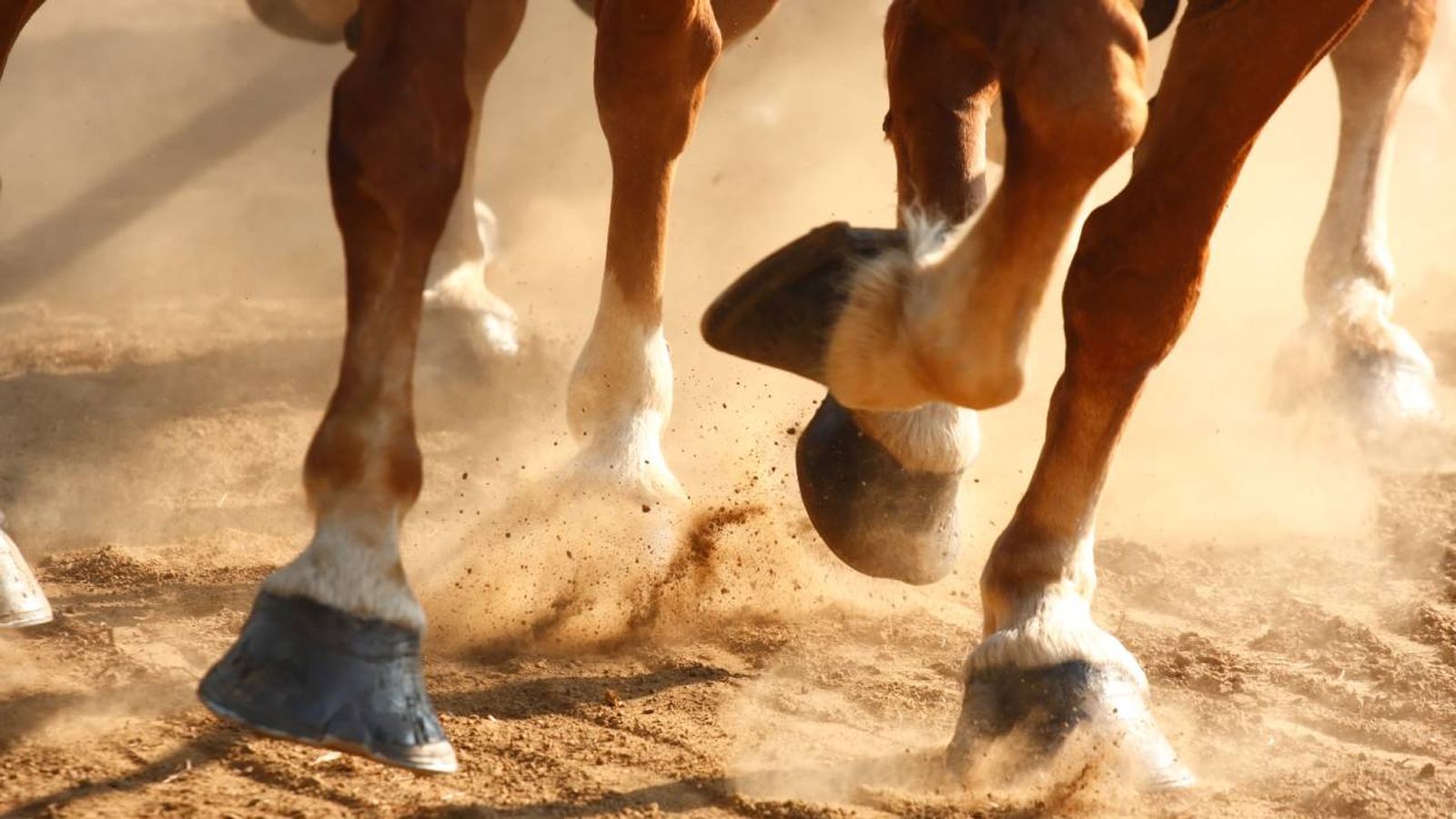 Caballos españoles corriendo al galope