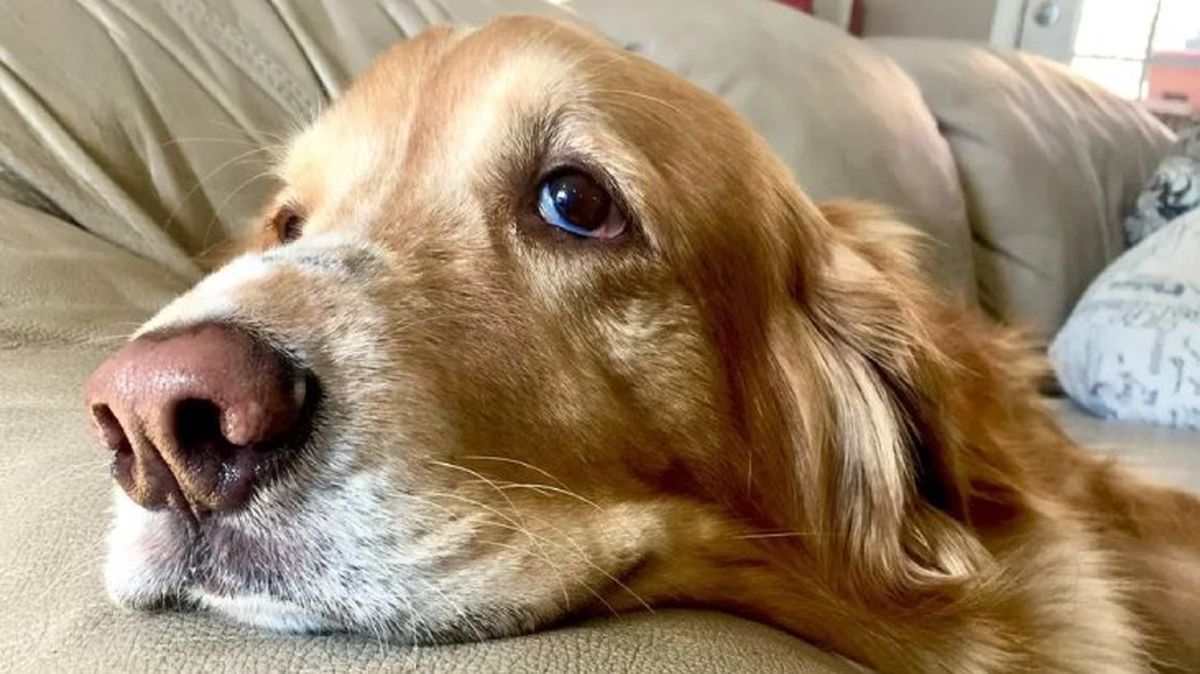 leishmaniosis canina 8