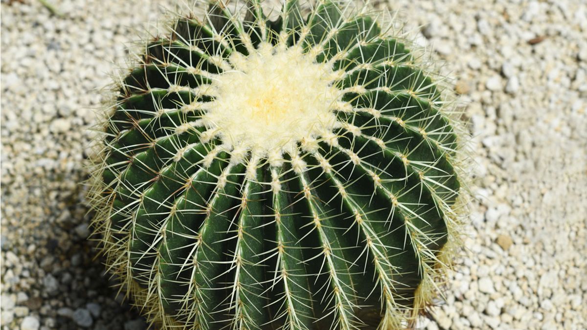 cactus echinocactus grusonii planta escritorio de la oficina