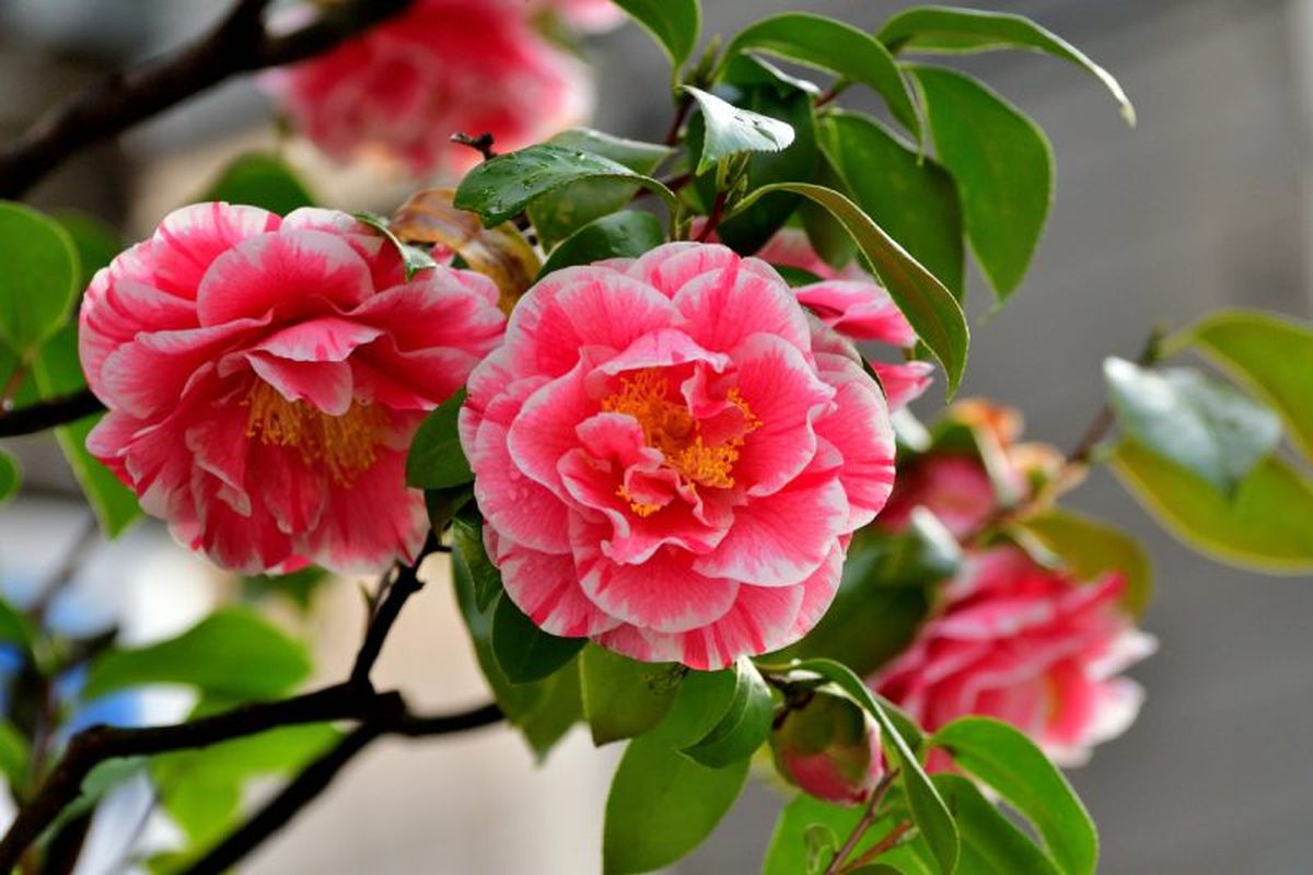 Camellia japonica.