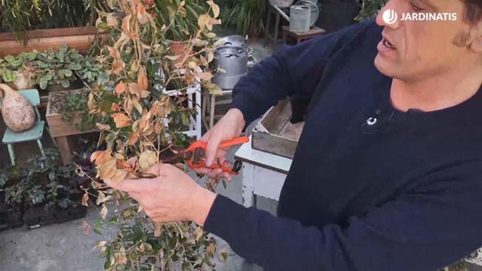 sanear eugenia myrtifolia syzygium paniculatum tras helada jardinatis