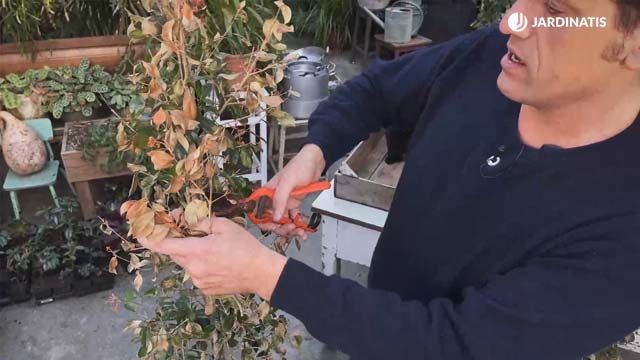 sanear eugenia myrtifolia syzygium paniculatum tras helada jardinatis