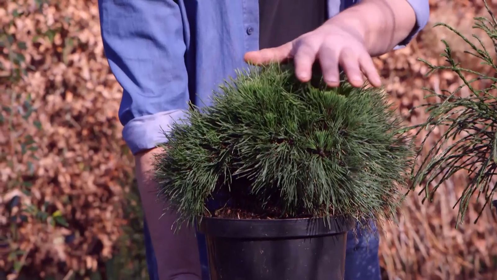 brico 939 3 coniferas forma esferica xl