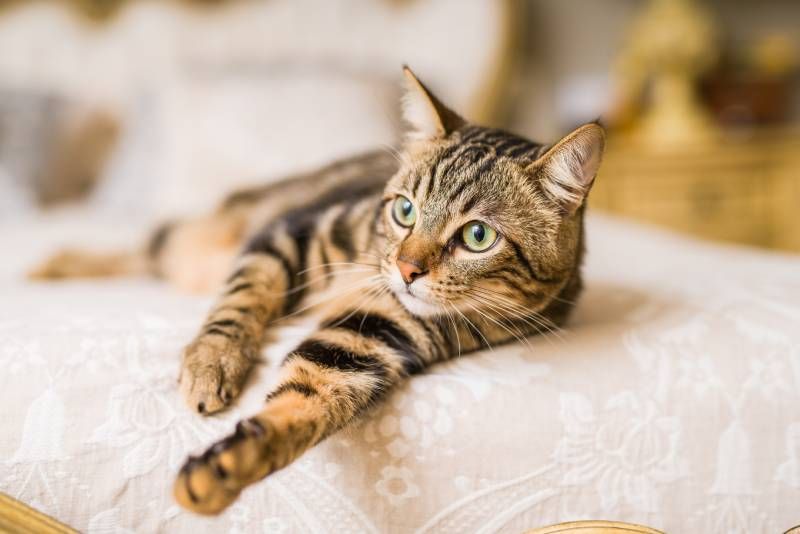 El Bengalí es uno de los gatos más exóticos que podemos encontrar.