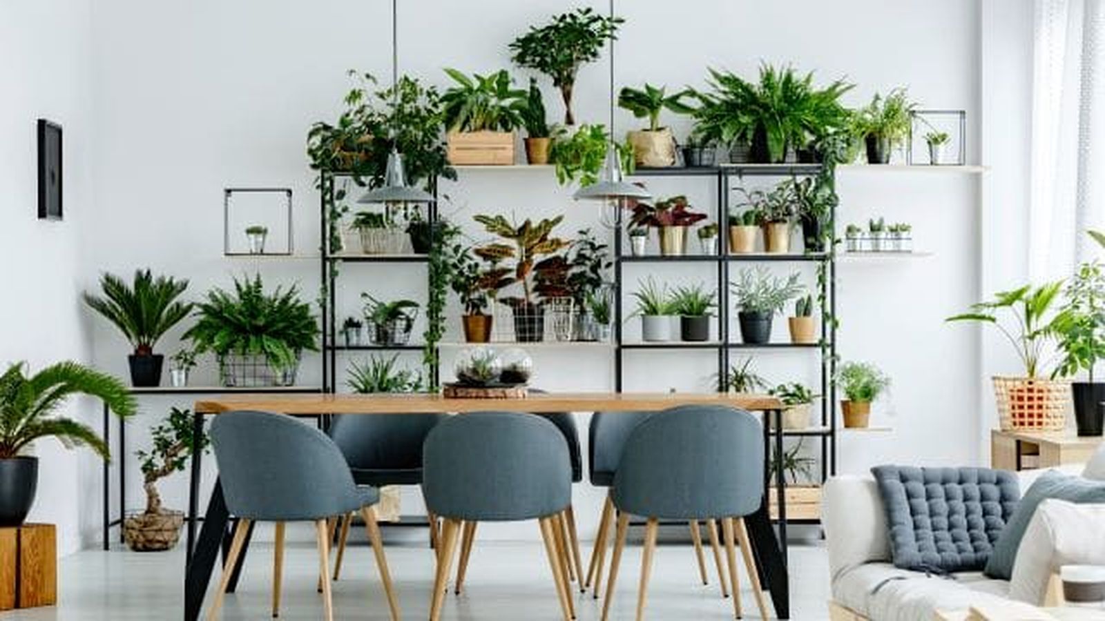 plantas para subir temperatura