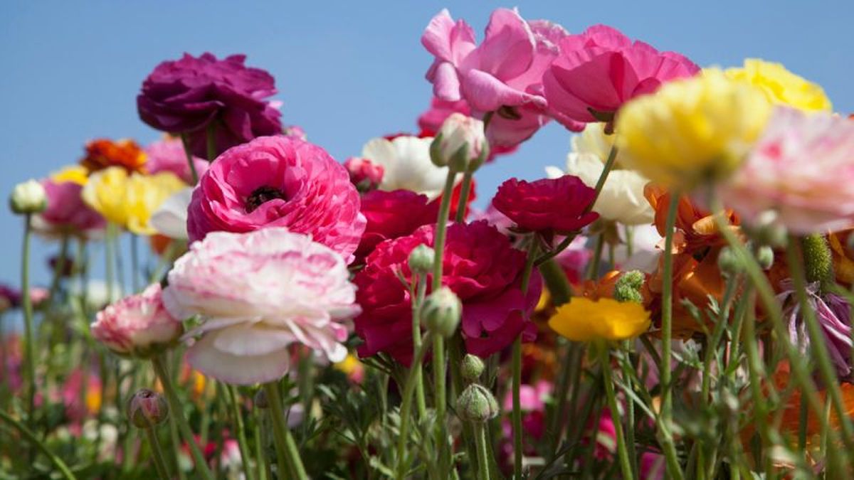 Ranunculus asiaticus.