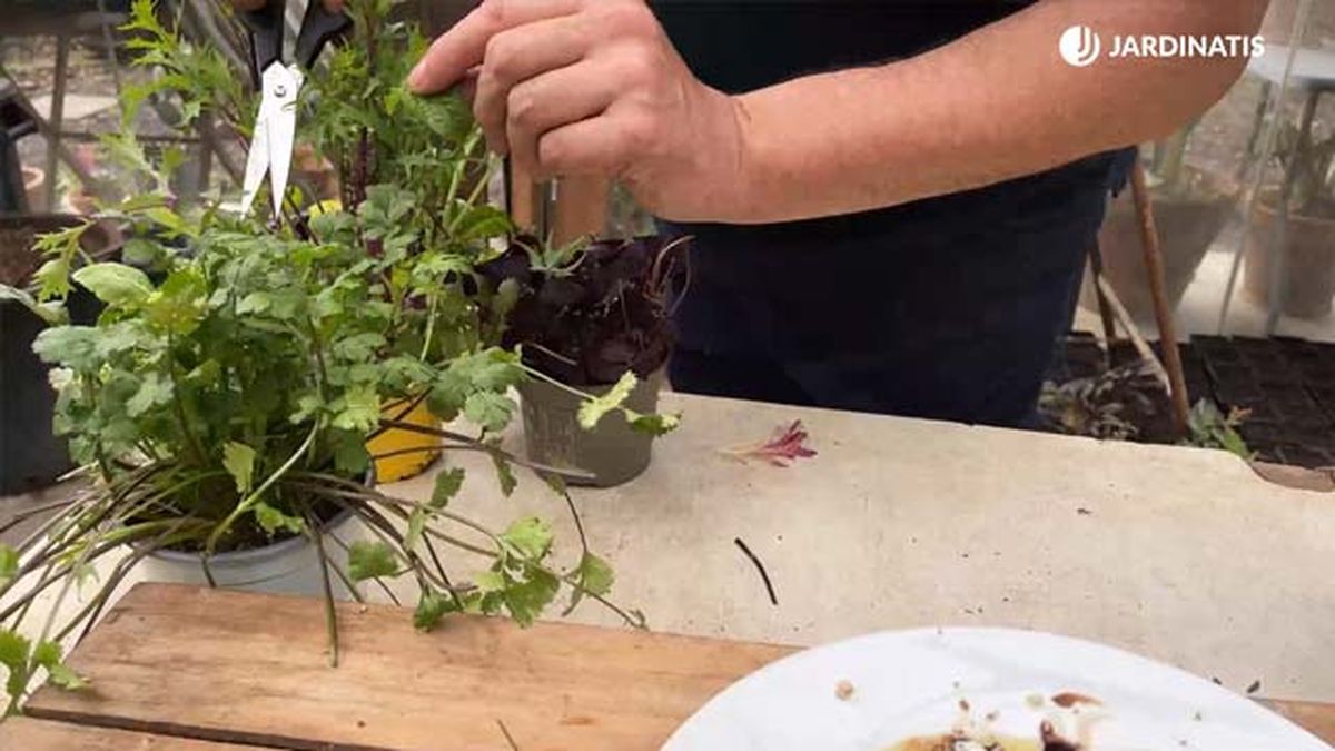 coger hojas comestibles para ensalada inigo segurola jardinatis
