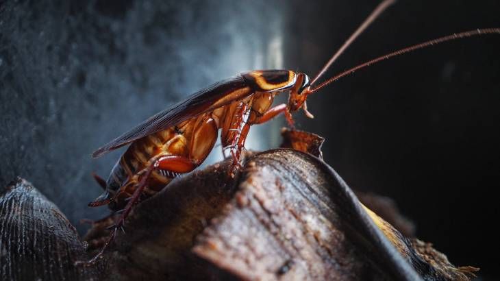 La cucaracha es uno de los insectos que mejor conocemos