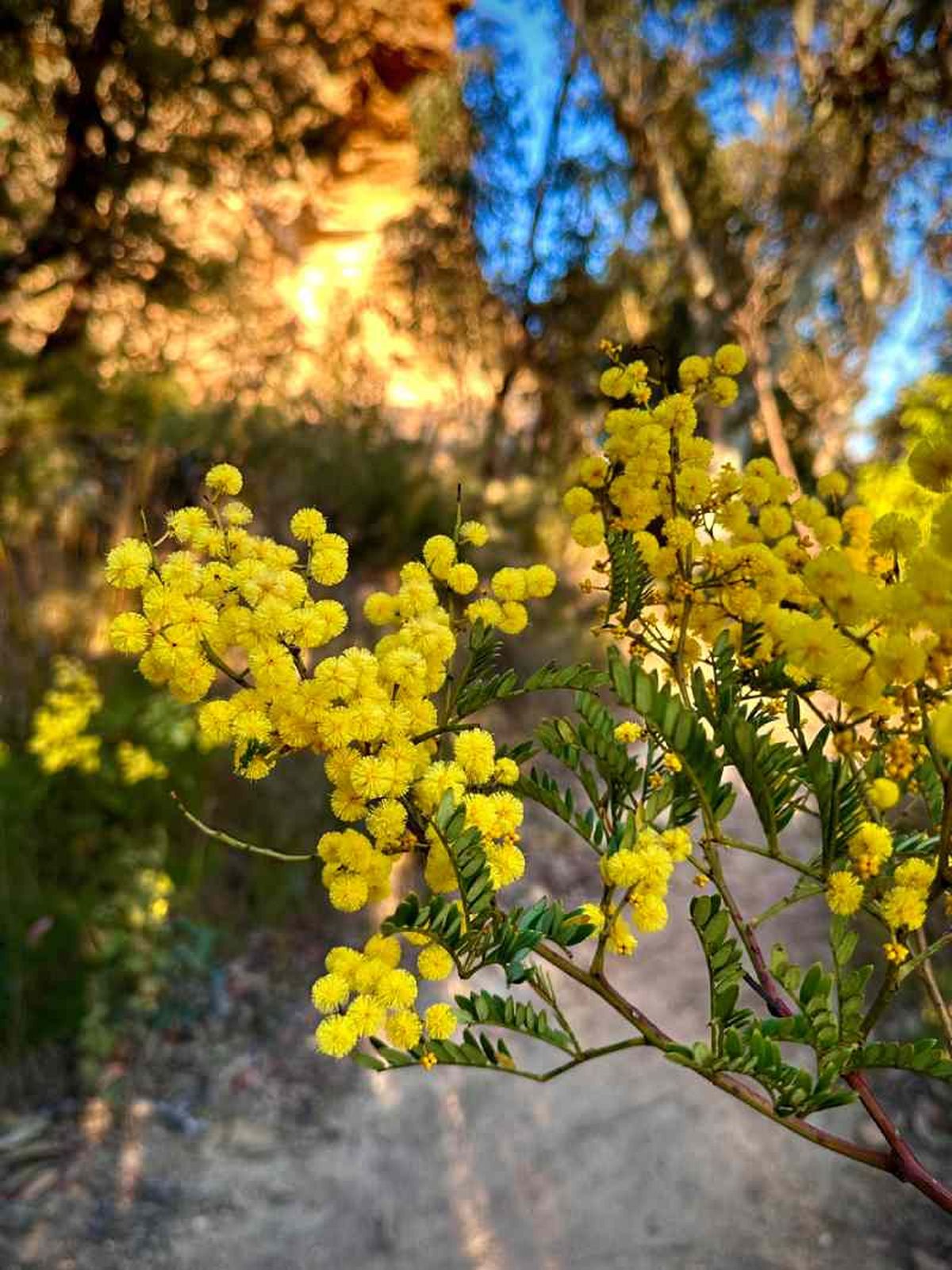 Acacia dealbata.