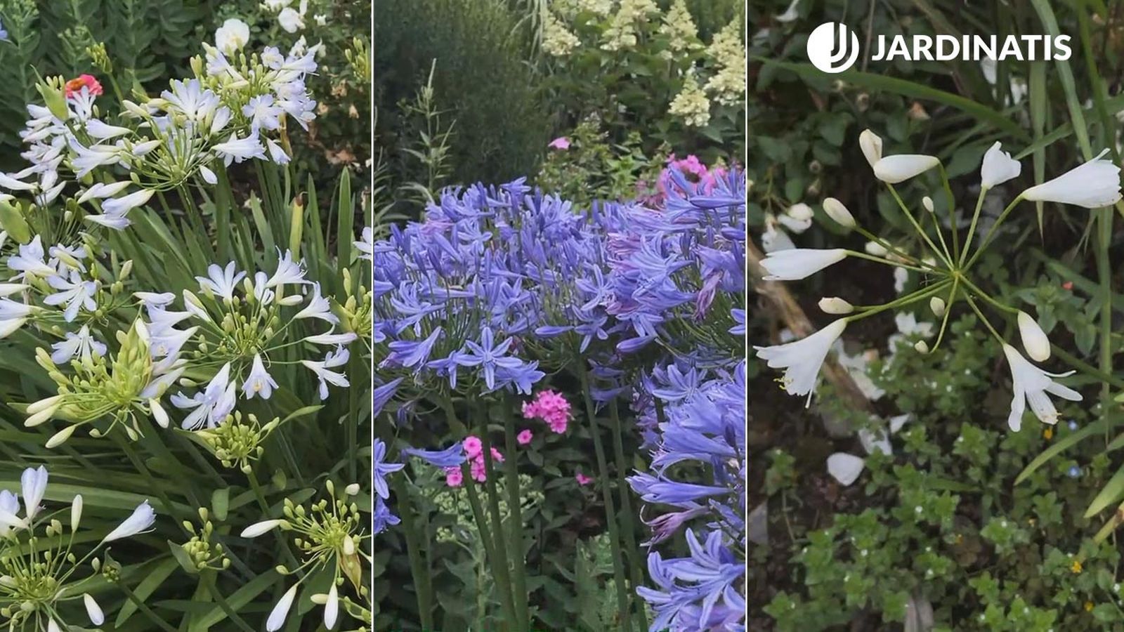 agapanthus variedades caracteristicas jardinatis xl