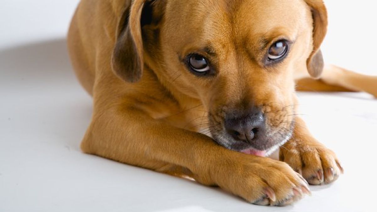 por que lamen los perros