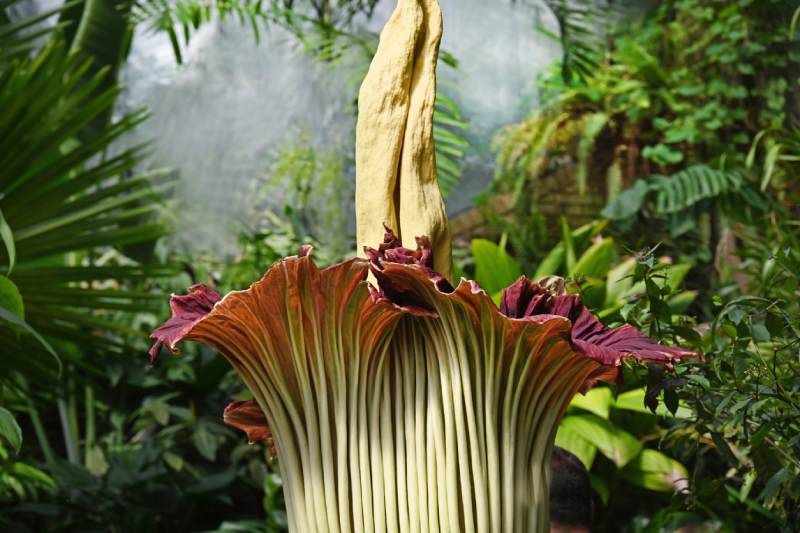 La flor dura de 24 a 48 horas antes de marchitarse.