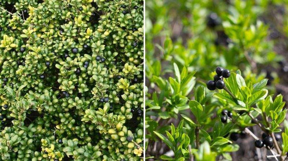 Ilex crenata convexa Ilex crenata fastigiata