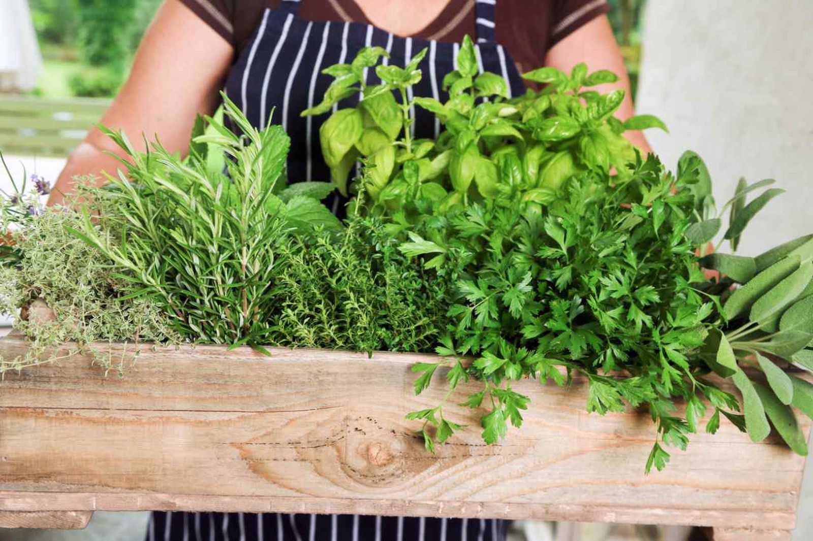 Cada vez más personas apuestas por cultivar su propias hierbas aromáticas