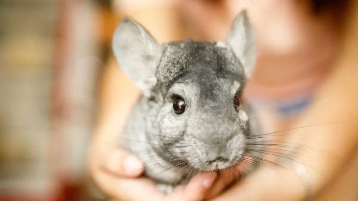 chinchilla cuidados 2