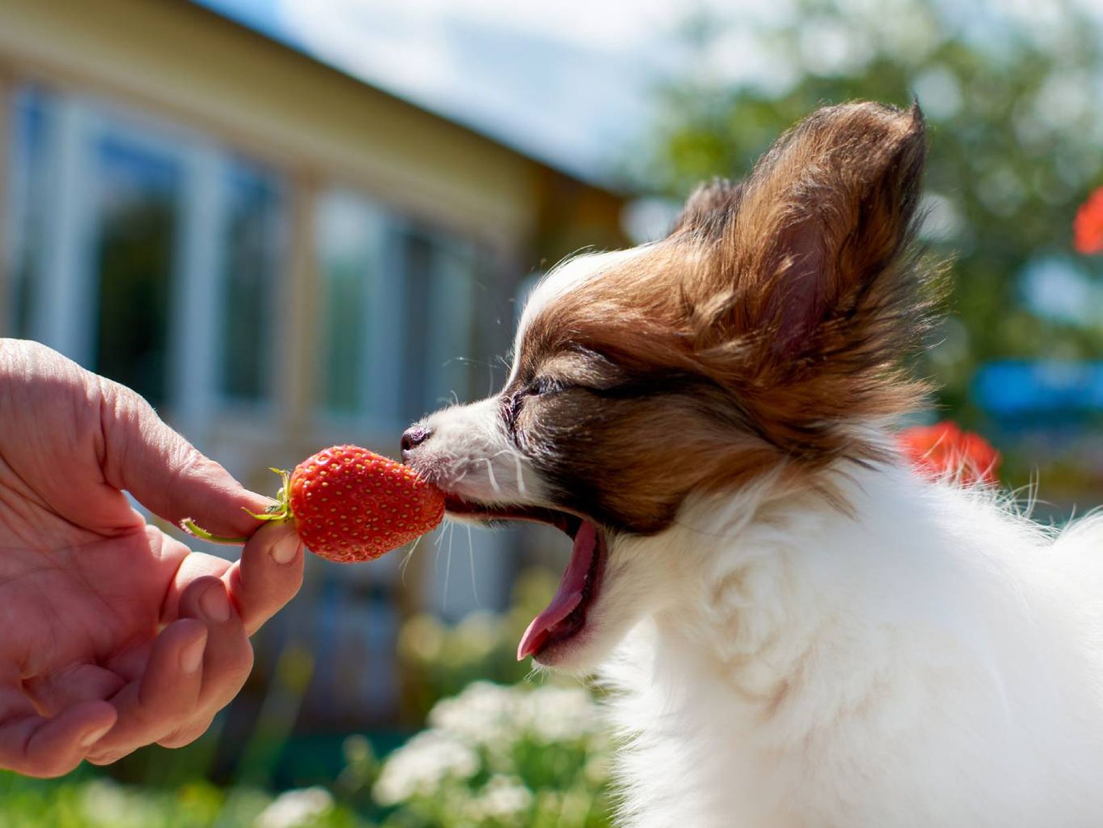 A la hora de entrenar a un perro inteligente es muy importante el refuerzo positivo.