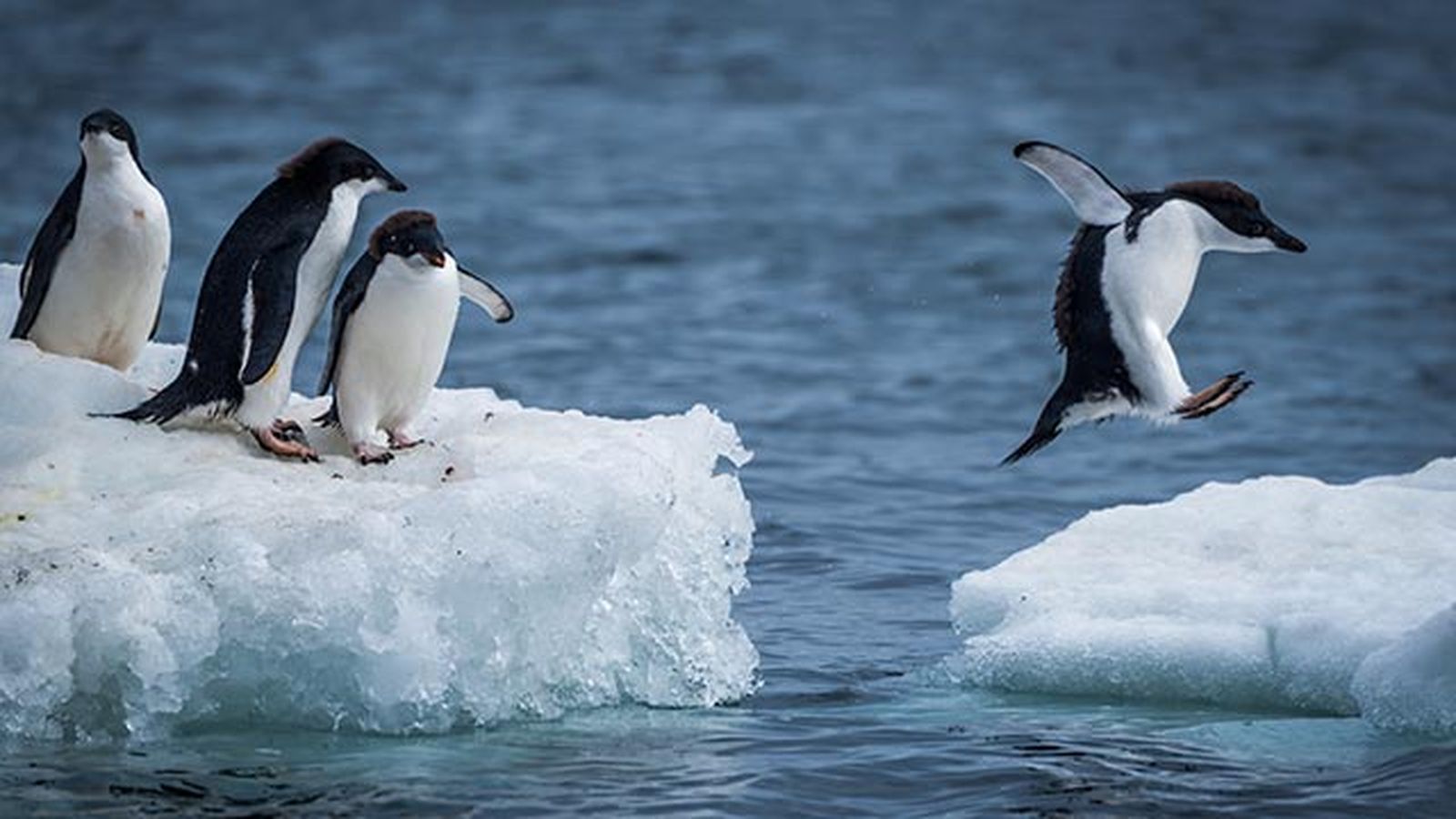 aspectos curiosos pinguinos 8