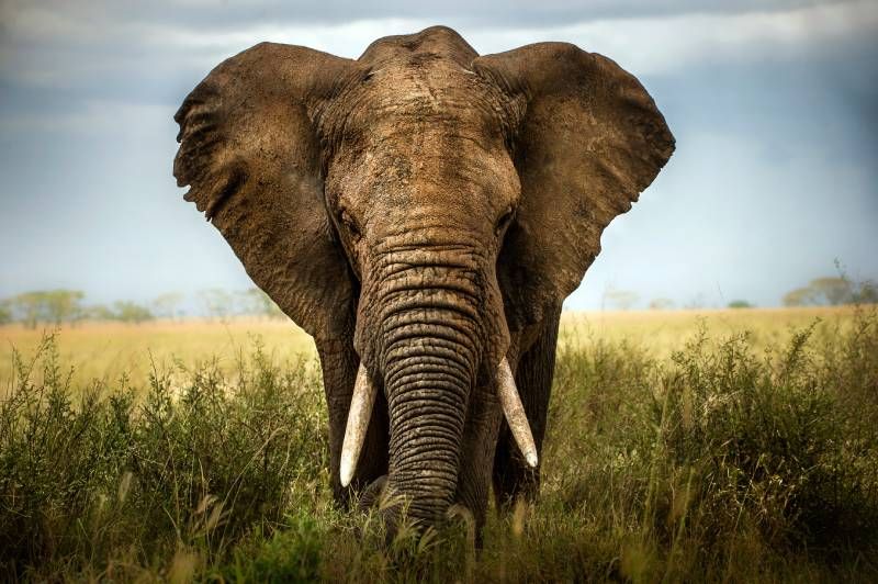 El elefante simboliza majestuosidad y sabiduría, destacando la diversidad cultural de los Reyes Magos.
