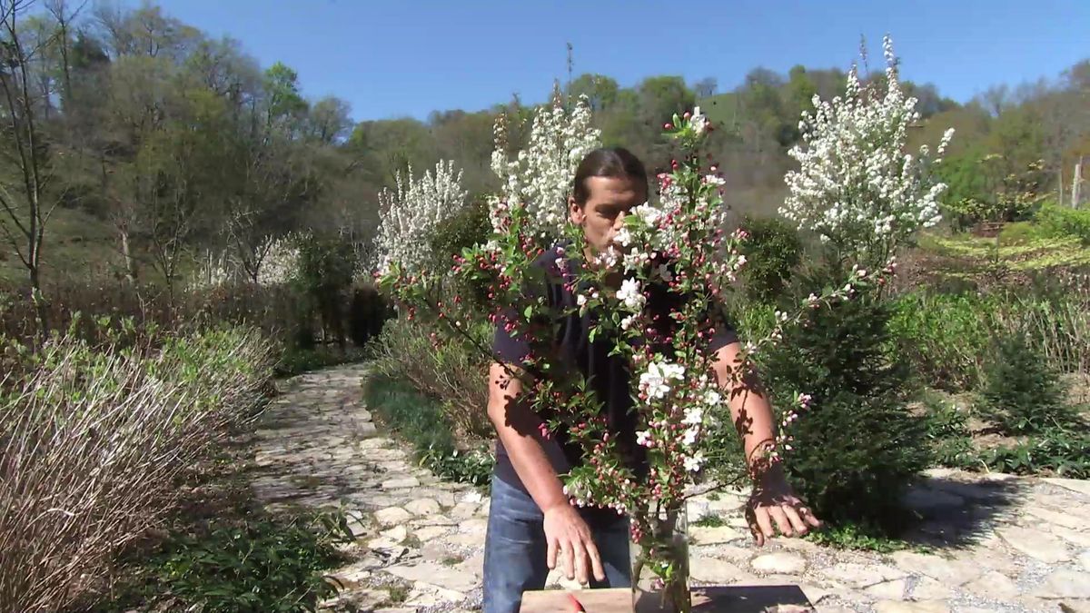 deco735 jardineria manzano malus evereste composición