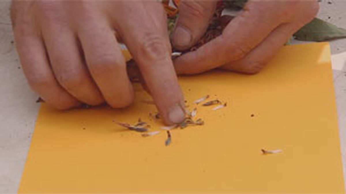 BRICO_JARDIN_883_Siembras con semillas otoñales paso 3