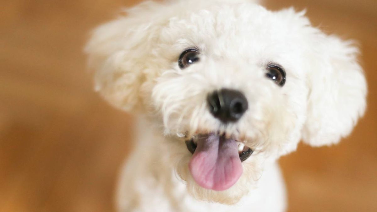 No existe ningún perro que sea totalmente hipoalergénico.