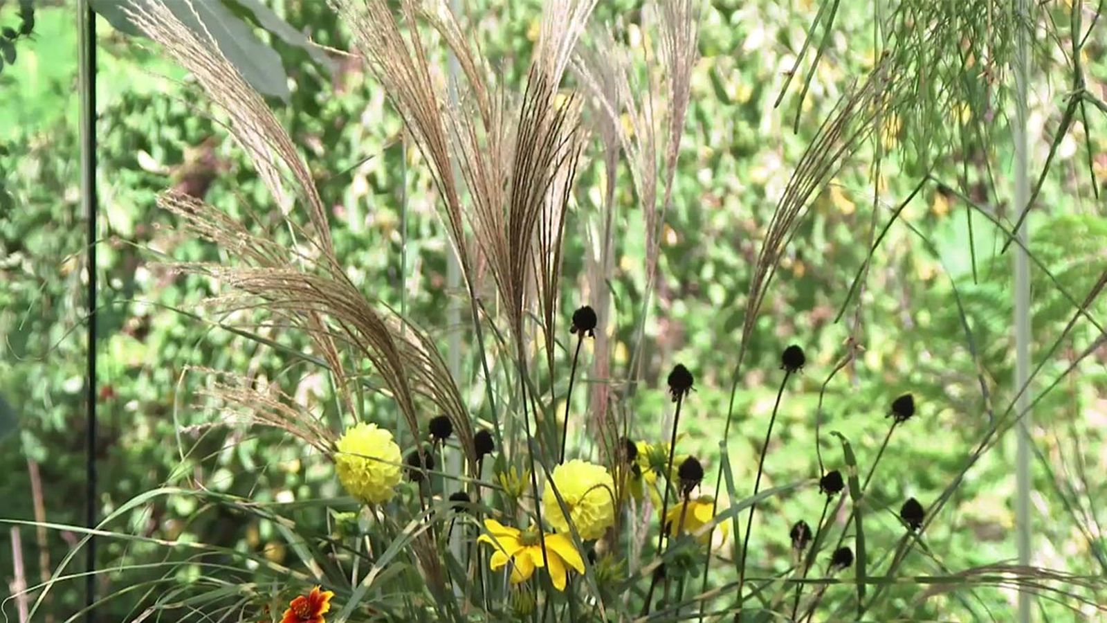 deco 754 jardin Miscanthus zebrinus graminea ornamental xl