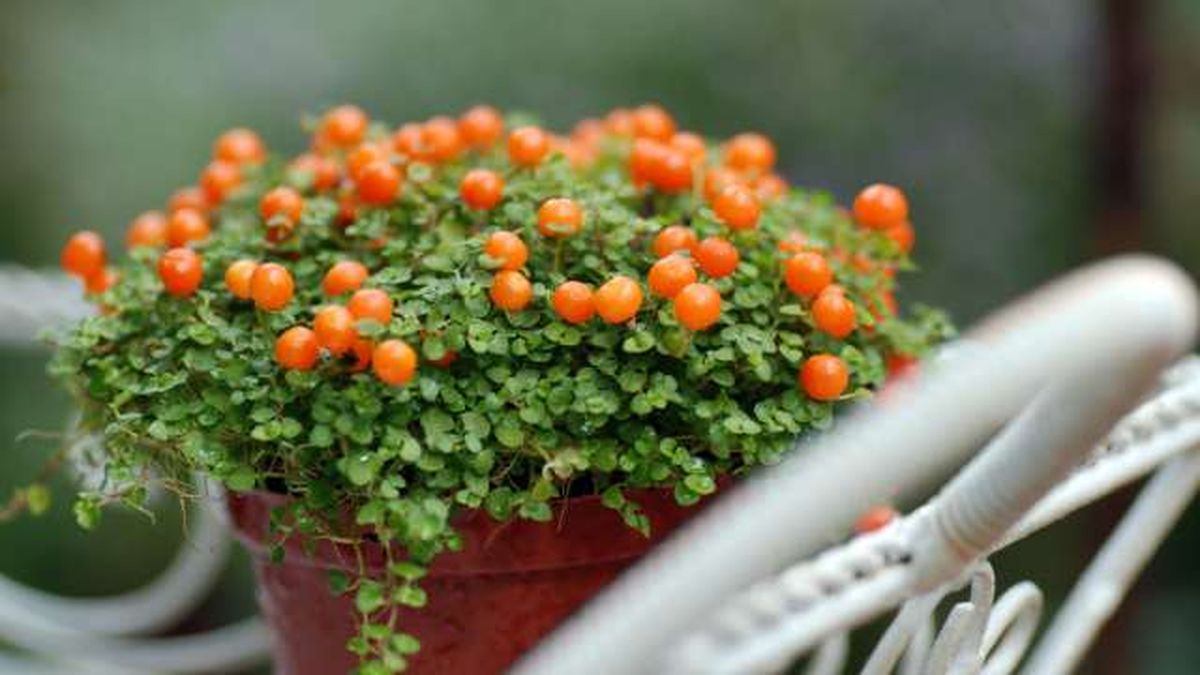 Nertera granadensis planta halloween