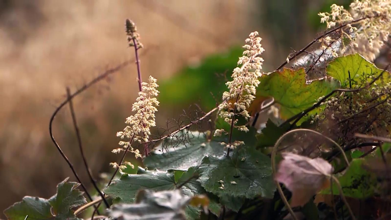 971 jardineria euchera hoja grande xl