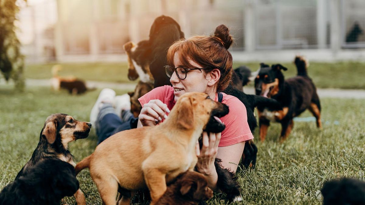 cosas donar refugio animales 1