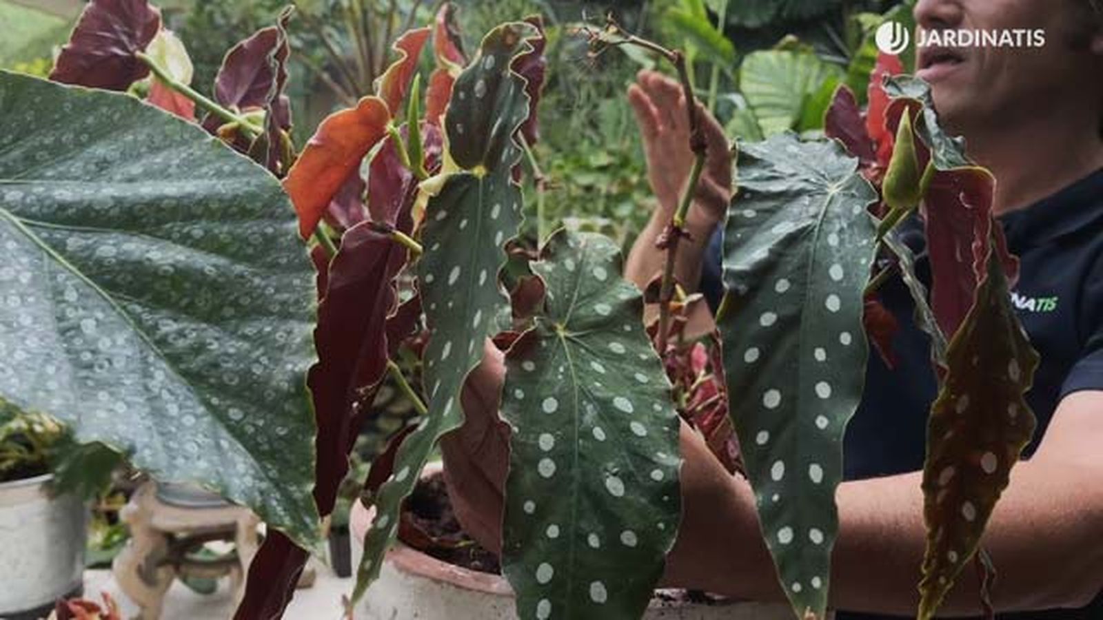 begonia maculata begonia polka dot coleccion de inigo segurola jardinatis