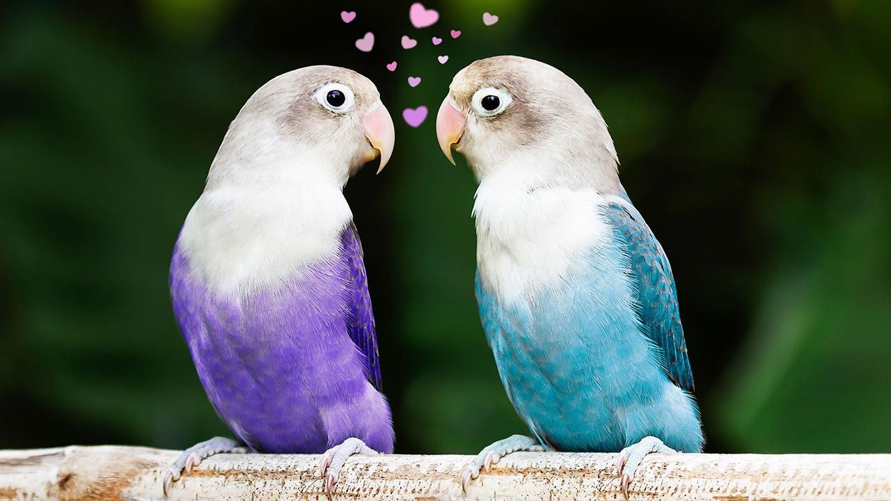 animales fieles a su pareja agapornis