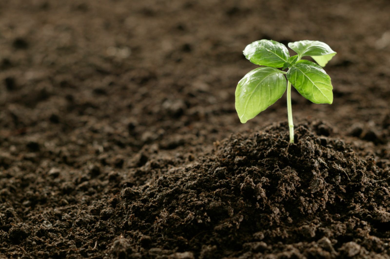 Composición del sustrato