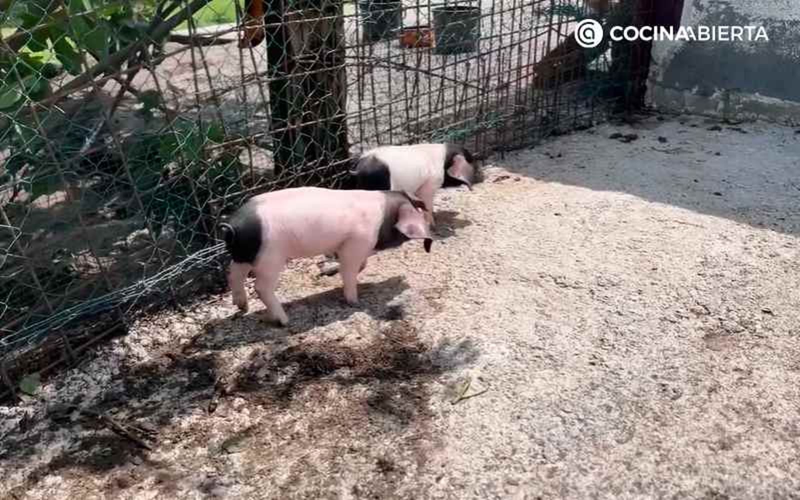 Cerdos en el caserío de Karlos Arguiñano