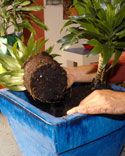 64204 dracena p03