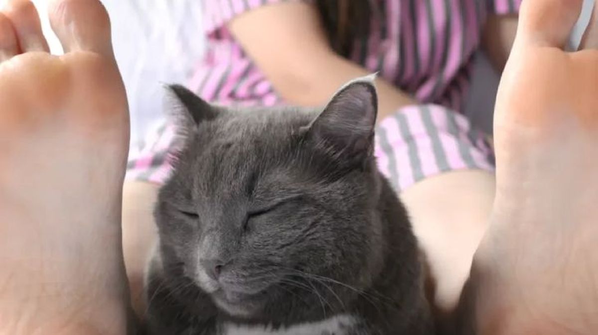 por que mi gato duerme entre mis piernas 4