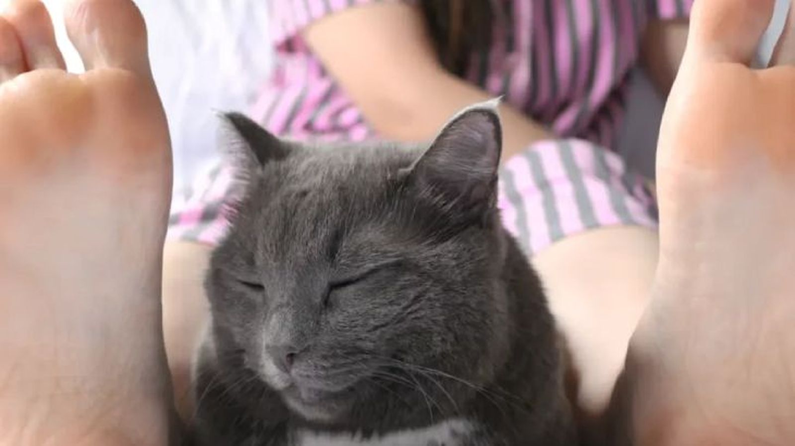 por que mi gato duerme entre mis piernas 4