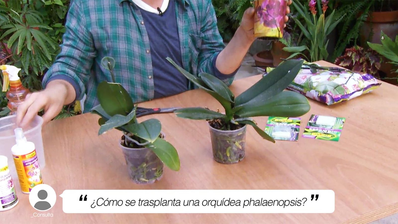 deco 637 como se trasplanta orquidea phalaenopsis xl